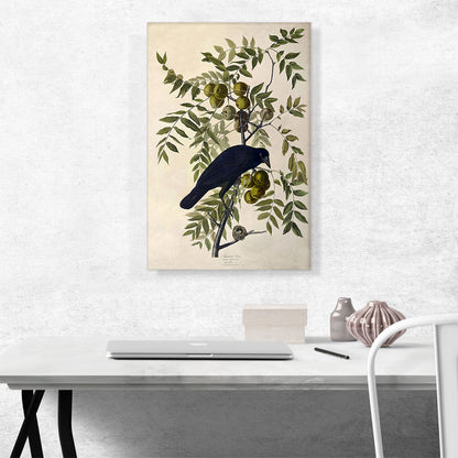 American Crow