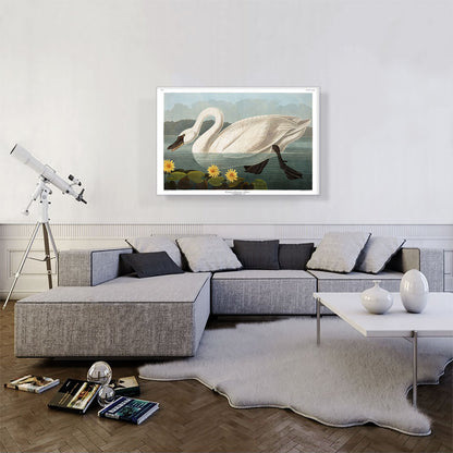 Common American Swan
