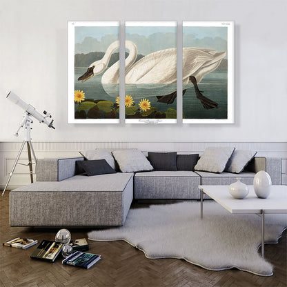 Common American Swan