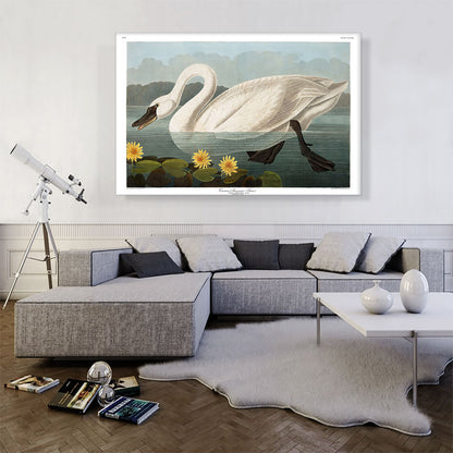 Common American Swan