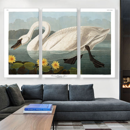 Common American Swan