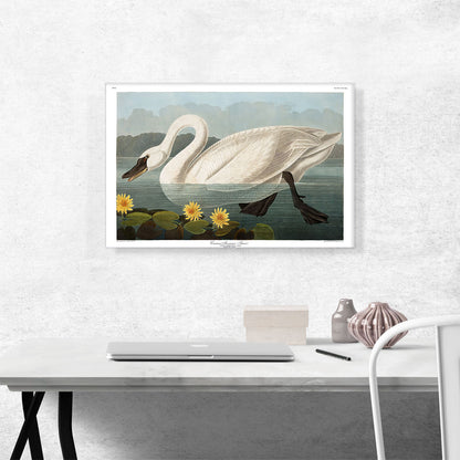 Common American Swan