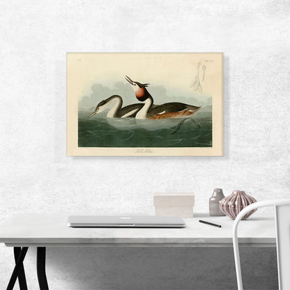 Crested Grebe