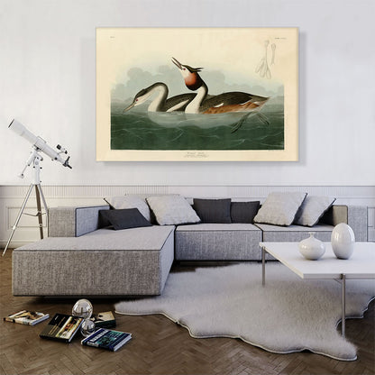 Crested Grebe