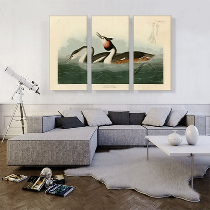 Crested Grebe