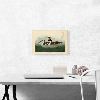 Crested Grebe