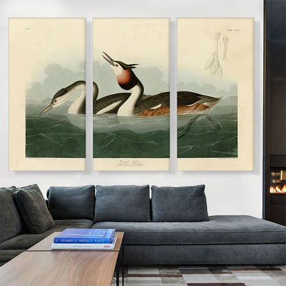Crested Grebe