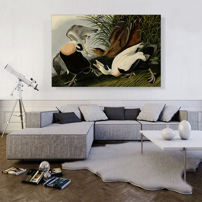 Eider Duck