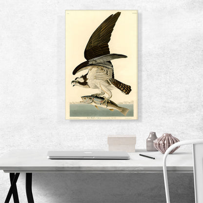 Fish Hawk - Osprey