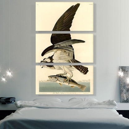 Fish Hawk - Osprey