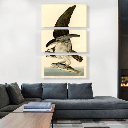 Fish Hawk - Osprey