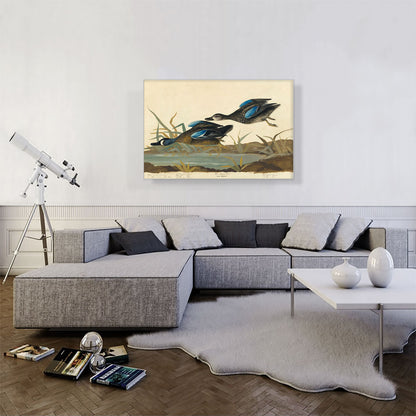 Blue-Winged Teal