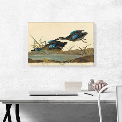 Blue-Winged Teal