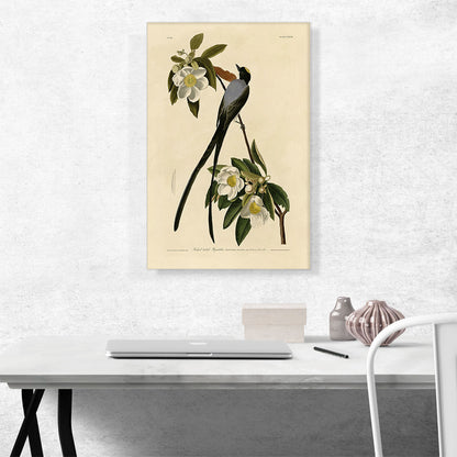 Fork-Tailed Flycatcher