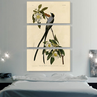 Fork-Tailed Flycatcher