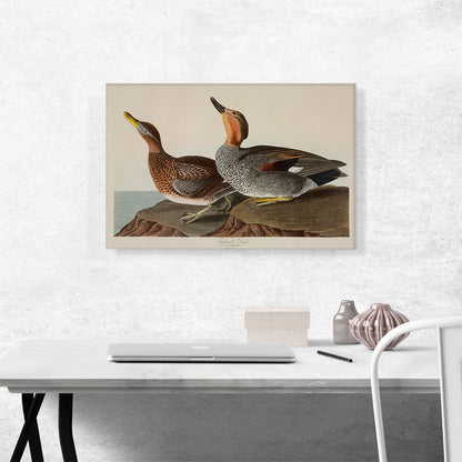 Gadwall Duck