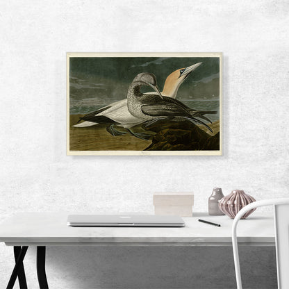 Gannet