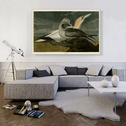 Gannet
