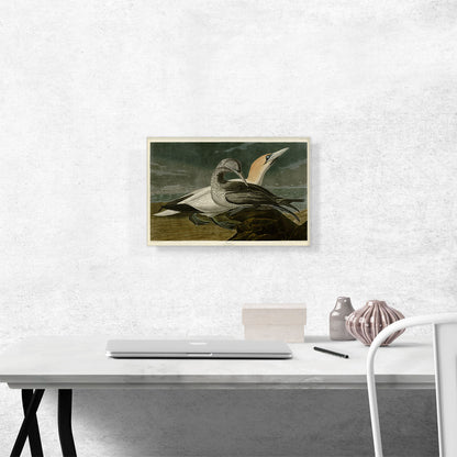 Gannet