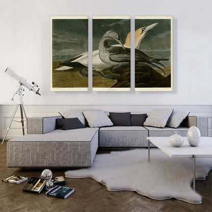 Gannet