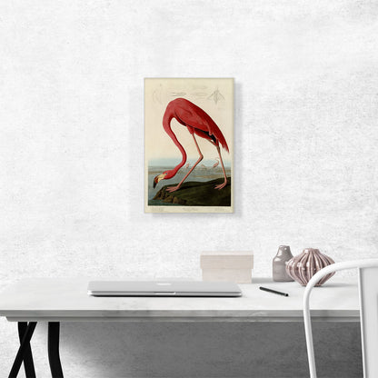 Pink American Flamingo