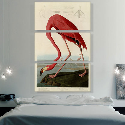 Pink American Flamingo