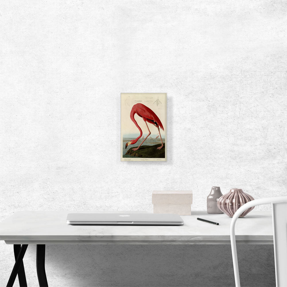 Pink American Flamingo