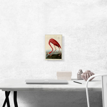 Pink American Flamingo