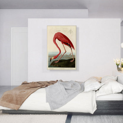 Pink American Flamingo