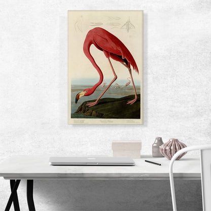 Pink American Flamingo