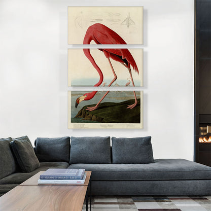 Pink American Flamingo