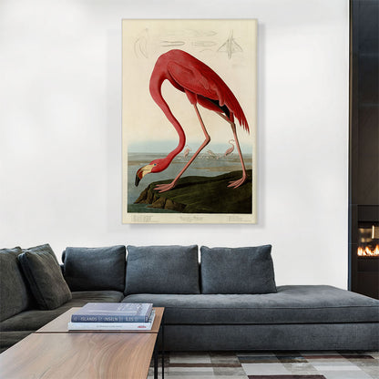 Pink American Flamingo