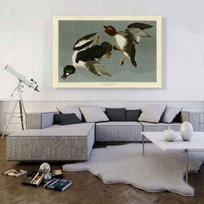 Golden-Eye Duck
