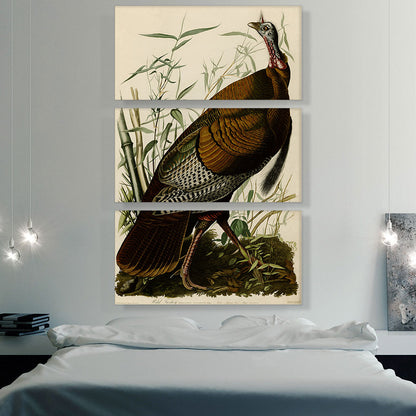 Great American Cock - Wild Turkey
