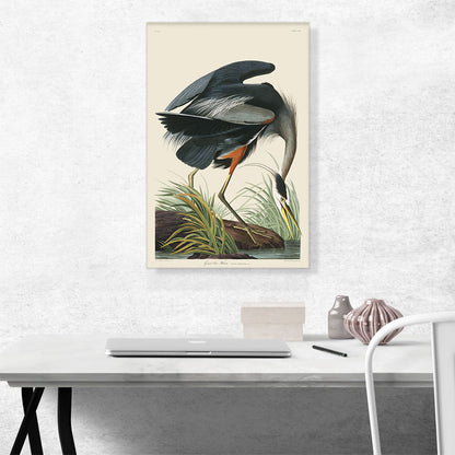 Great Blue Heron