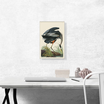 Great Blue Heron
