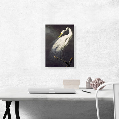 Great Egret