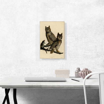 Great Horned Owl