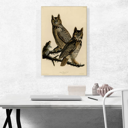 Great Horned Owl