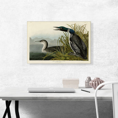 Great Northern Diver - Loon