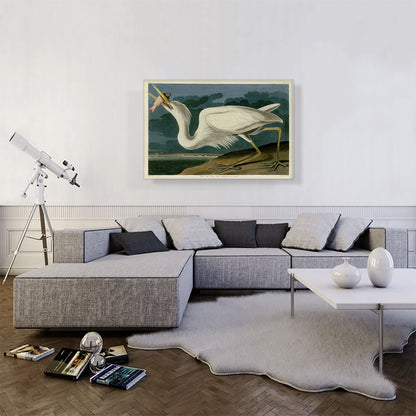Great White Heron
