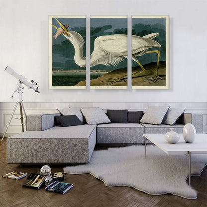 Great White Heron