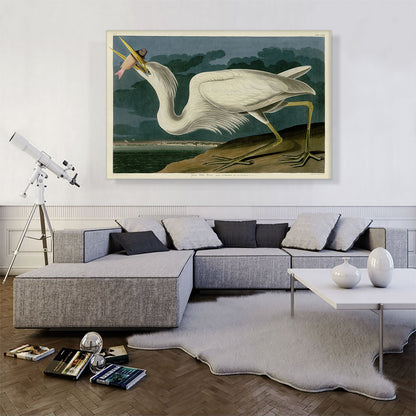 Great White Heron