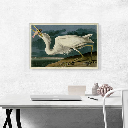 Great White Heron