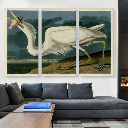 Great White Heron