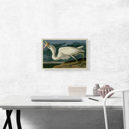 Great White Heron