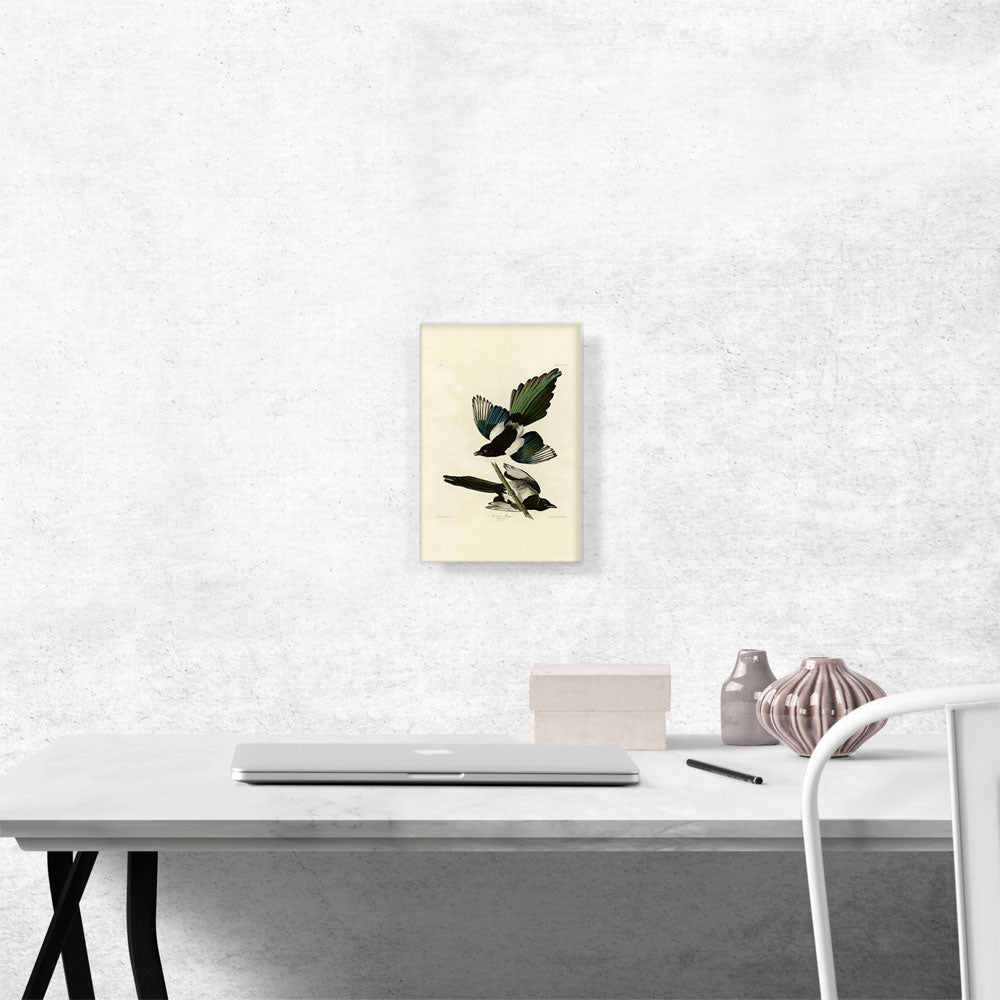 American Magpie