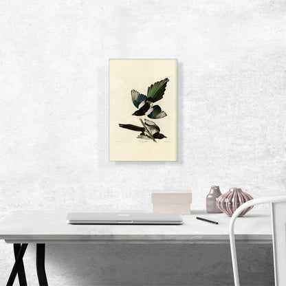 American Magpie