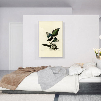 American Magpie