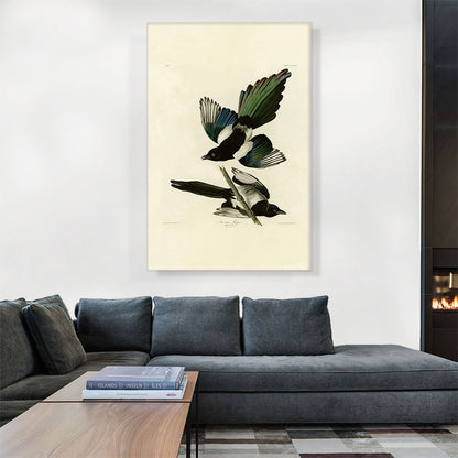 American Magpie